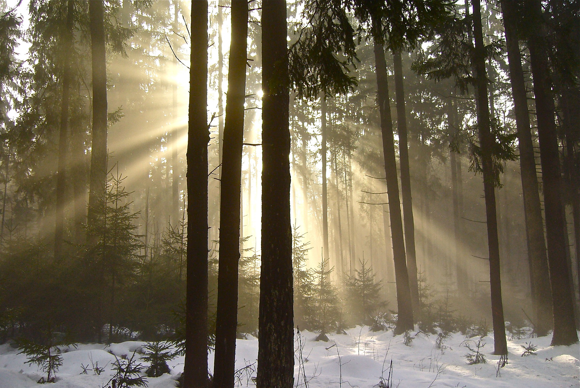Solen skiner mellan träd i skog